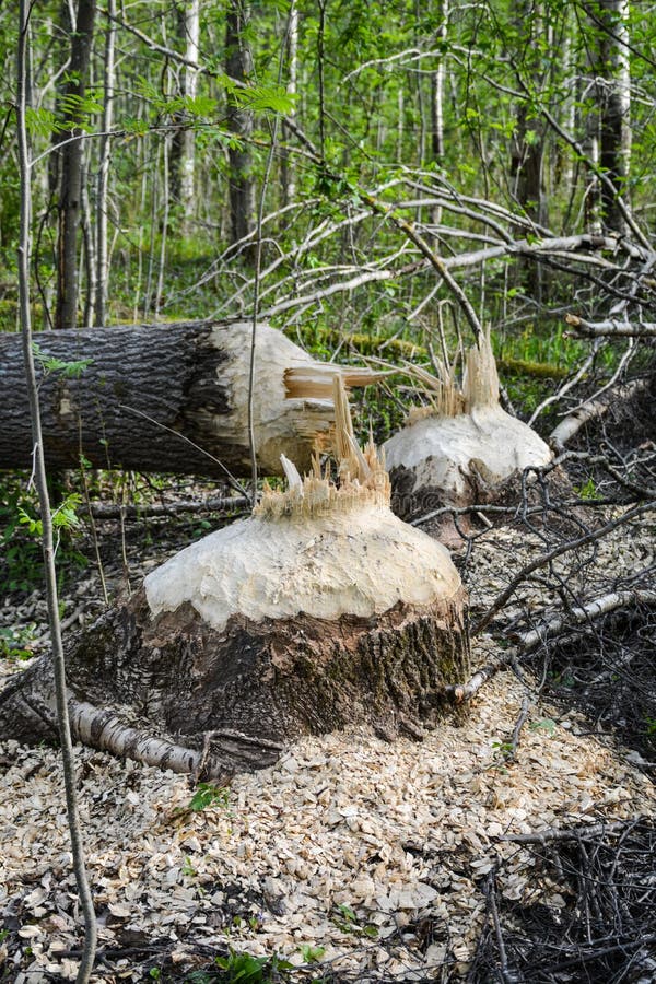 Beavers Cut Down Trees by the River Stock Image Image of beautiful, rough 148222277