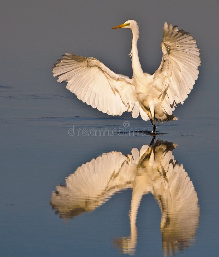 Great White Egret