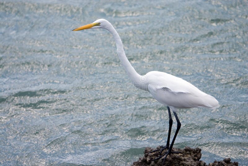 Great White Egret