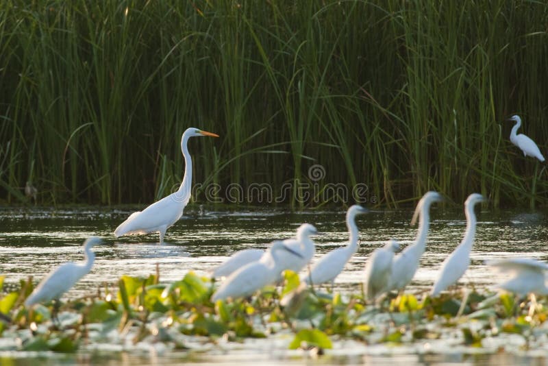 Great White Egret