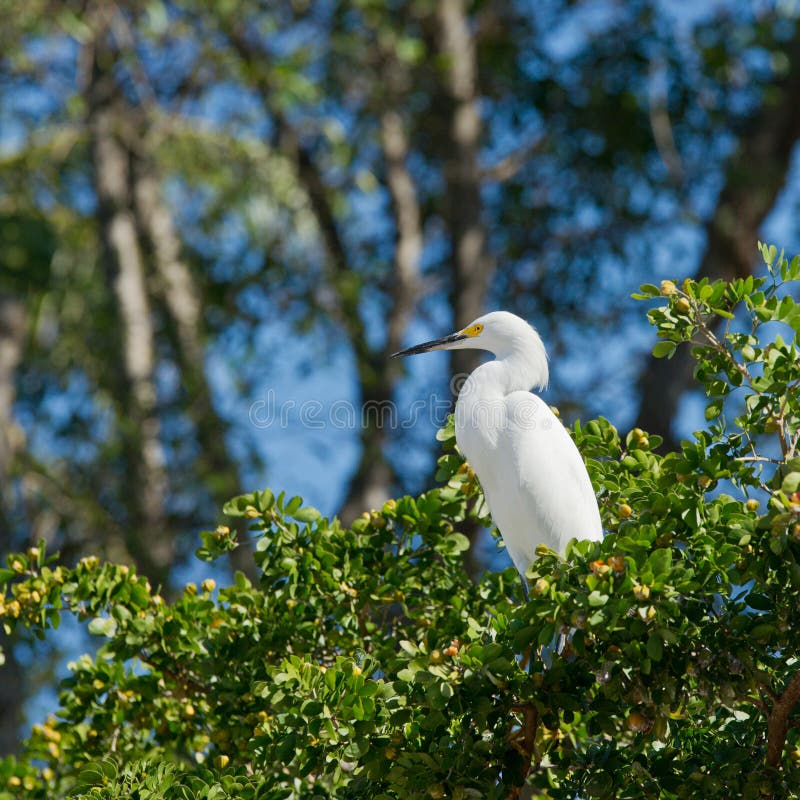 Great white egret