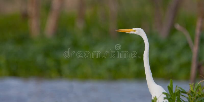 Great White Egret royalty free stock photo Great White Egret royalty free stock photo