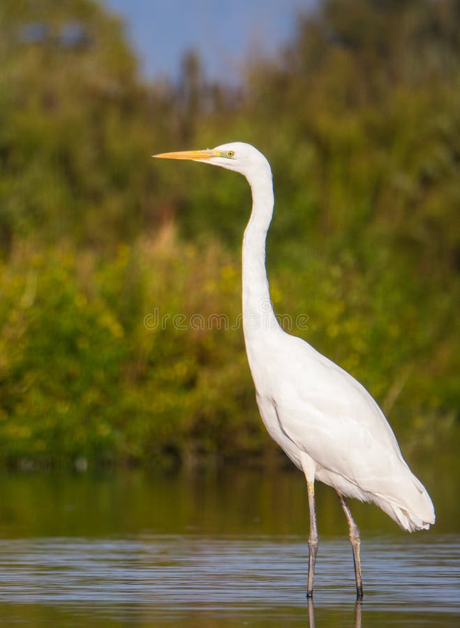 The elegance of the Great White Egret