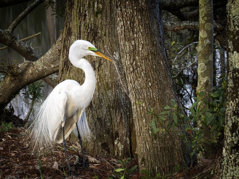 Great White Egret stock photography