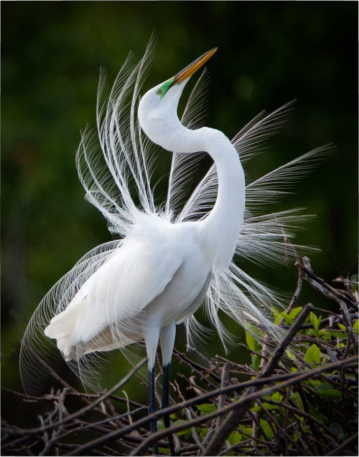 Great White Egret bird