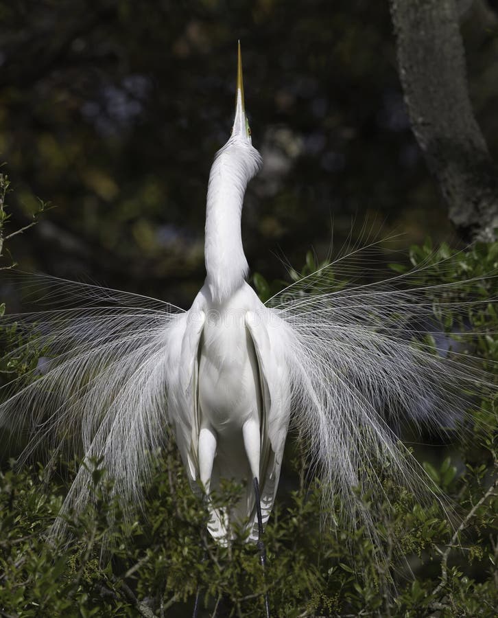 Great white egret doing mating dance in Florida