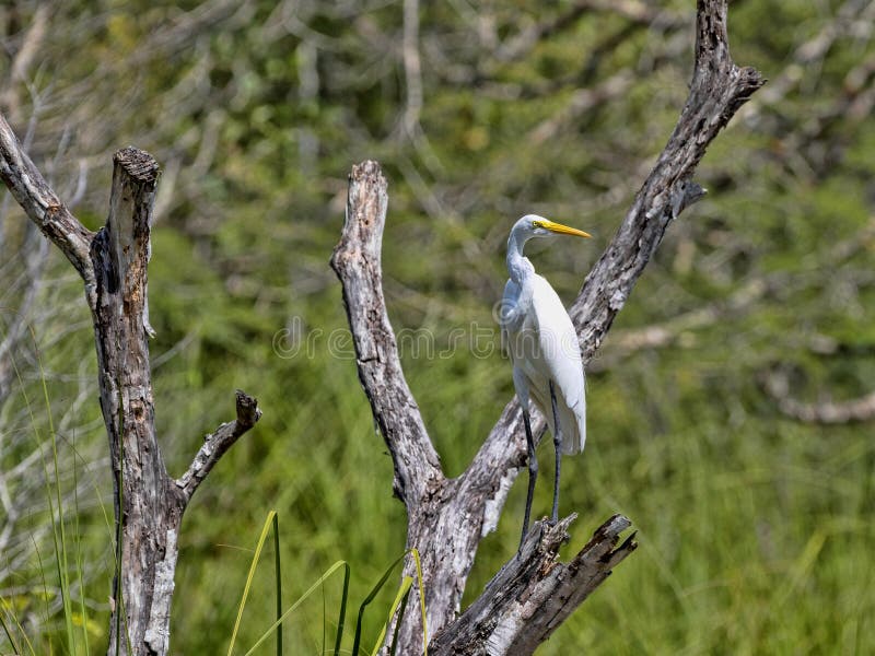 Great White Egret, Egretta albumy na Rio Dulka, Gwatemala obrazy royalty free Great White Egret, Egretta albumy na Rio Dulka, Gwatemala obrazy royalty free