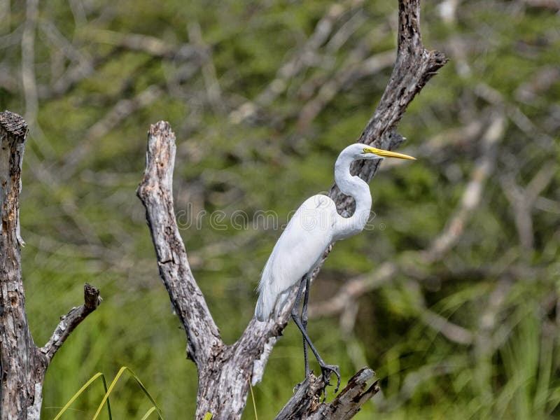 Great White Egret, Egretta albumy na Rio Dulka, Gwatemala fotografia stock Great White Egret, Egretta albumy na Rio Dulka, Gwatemala fotografia stock