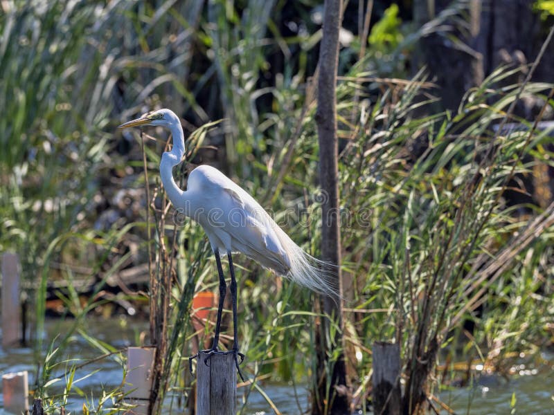 Great White Egret, Egretta albumy na Rio Dulka, Gwatemala obrazy royalty free Great White Egret, Egretta albumy na Rio Dulka, Gwatemala obrazy royalty free
