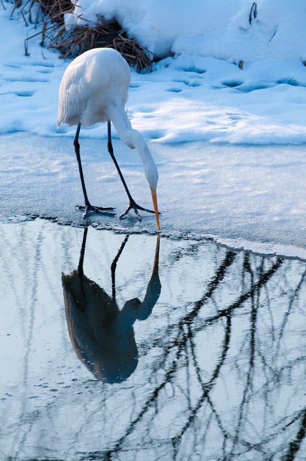 Great White Egret fishing near Ice