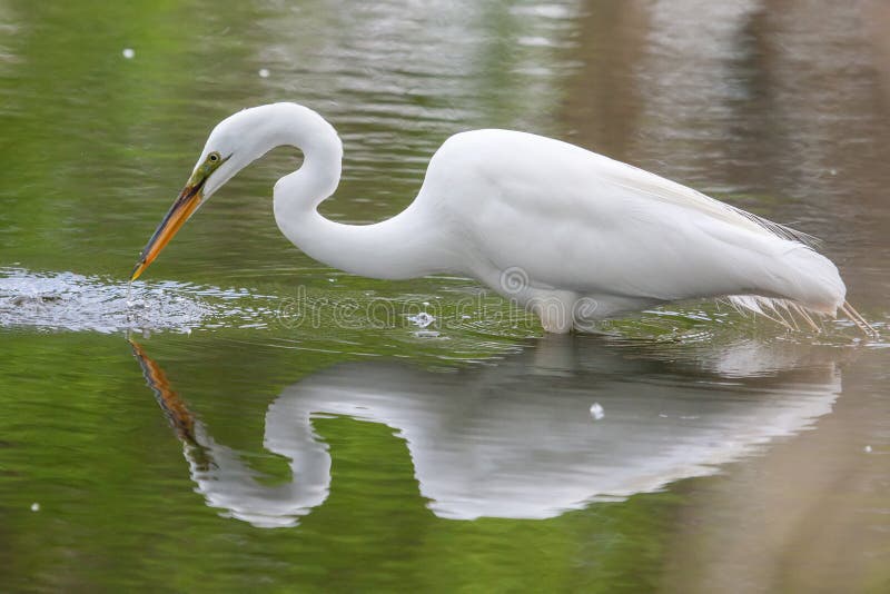 Great White Egret fishing