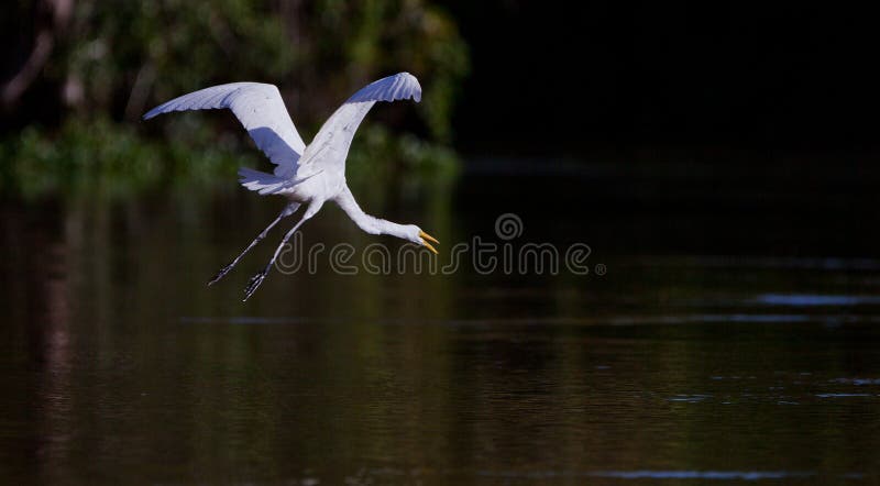 Great White Egret in flight royalty free stock image Great White Egret in flight royalty free stock image