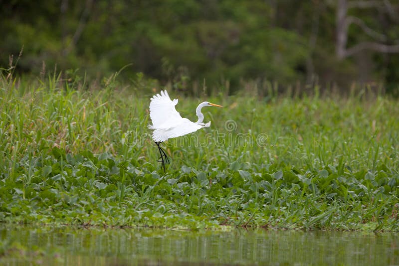 Great White Egret in flight