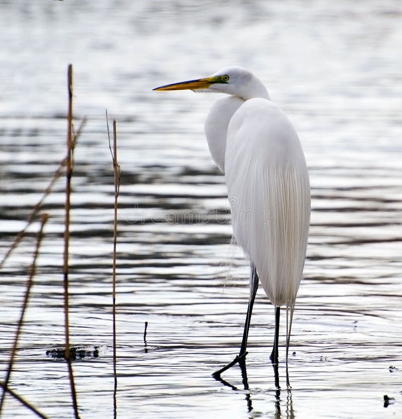 Great white egret hunting