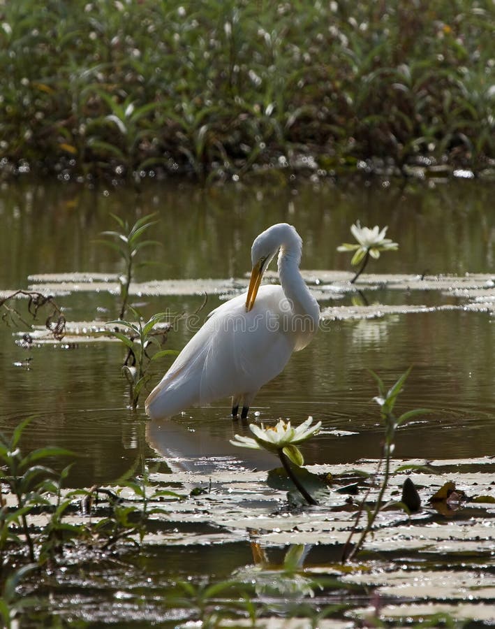 Great White Egret at the Lily Pond