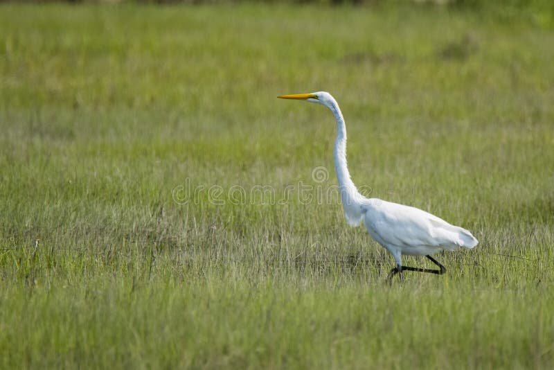Great White Egret odprowadzenie przez pola obraz stock Great White Egret odprowadzenie przez pola obraz stock