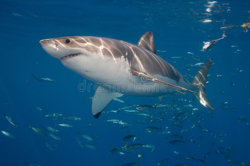 Great white near surface stock photo. Image of surface 79130832
