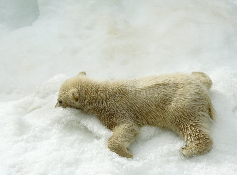 El gran blanco norte un oso.