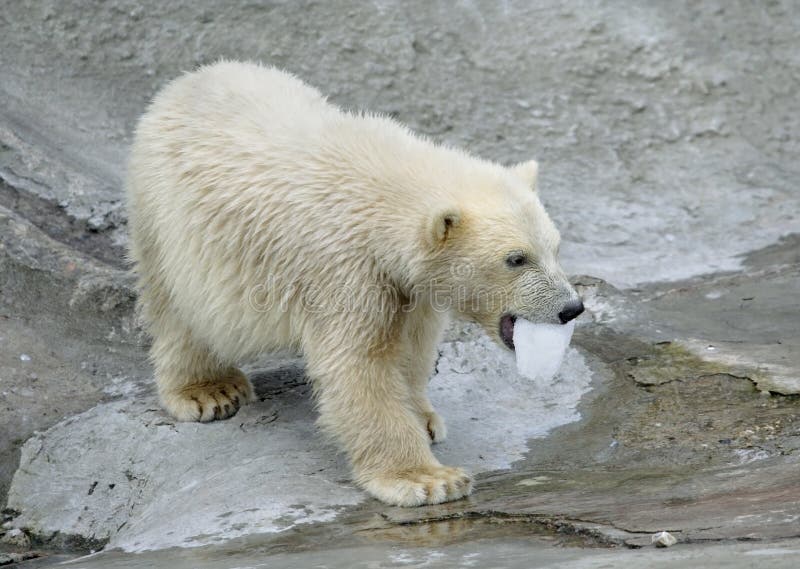 El gran blanco norte un oso.