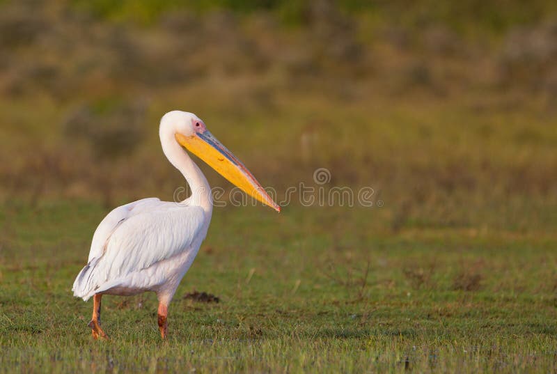 The Great White Pelican