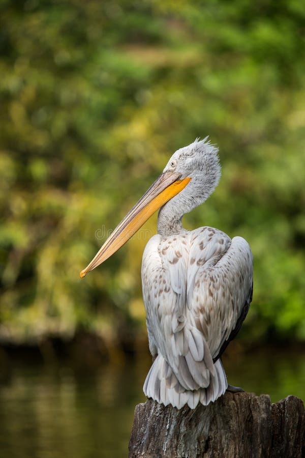 Great white pelican also known as the eastern white pelican