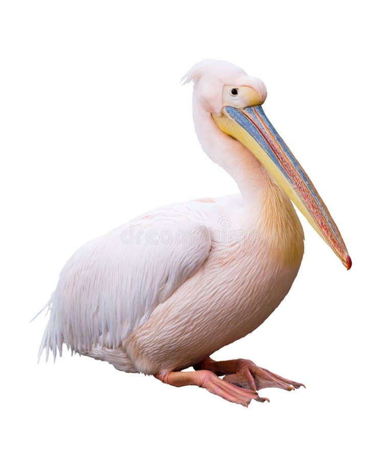 Great White Pelican Cutout Stock Photo Image Of Species 3419408