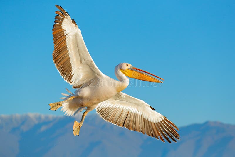 Great white pelican, Pelecanus crispus, in Lake Kerkini, Greece. Palican with open wing, hunting animal. Wildlife scene from Europ