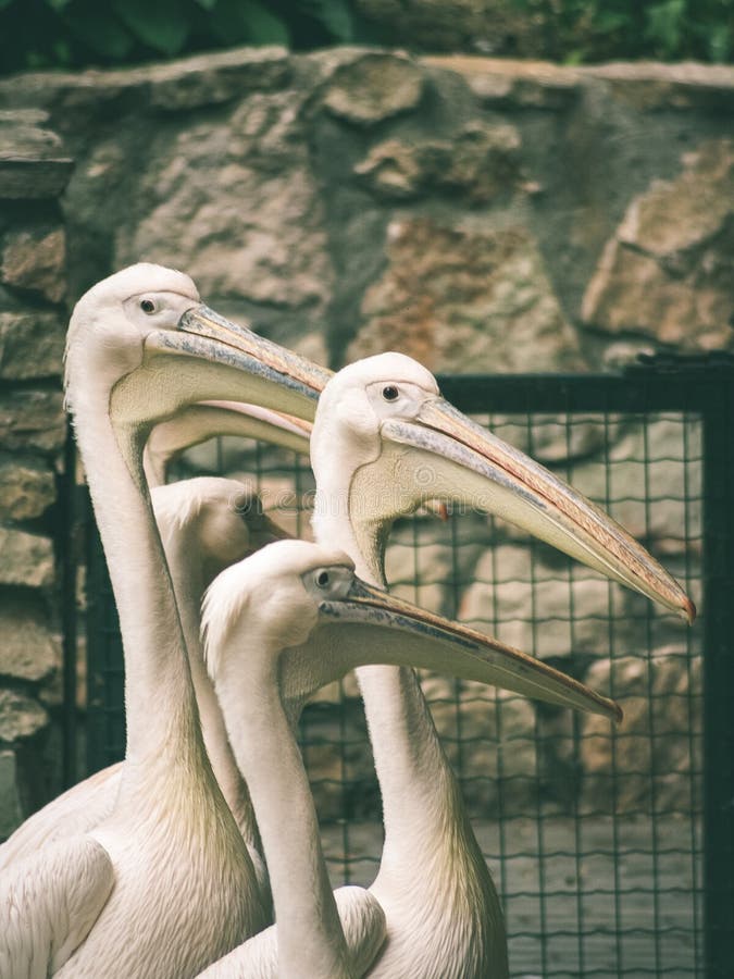 Great white pelican (Pelecanus onocrotalus) - vintage green effect royalty free stock image Great white pelican (Pelecanus onocrotalus) - vintage green effect royalty free stock image