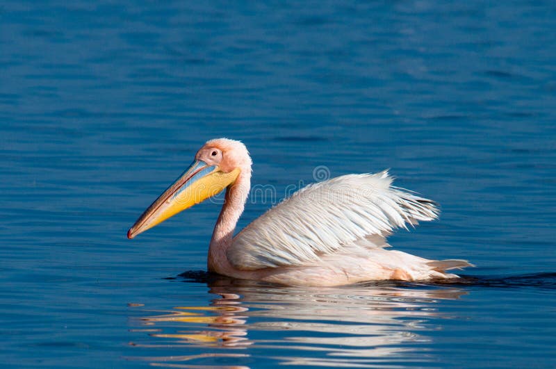 Great White Pelican Swimming