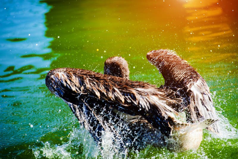 Great white pelican swimming on lake and splashes water royalty free stock photos Great white pelican swimming on lake and splashes water royalty free stock photos