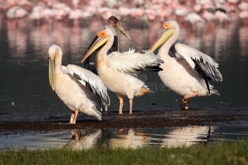 Great white pelicans in front of Nakuru flamingos