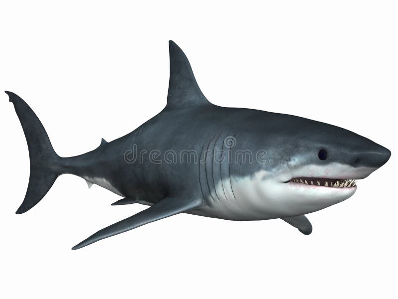 Great White Shark vector illustration