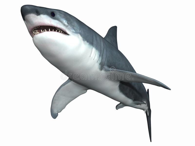 Great White Shark royalty free illustration