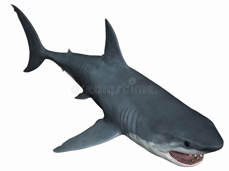 Great White Shark Teeth Stock Illustrations – 3,338 Great White Shark