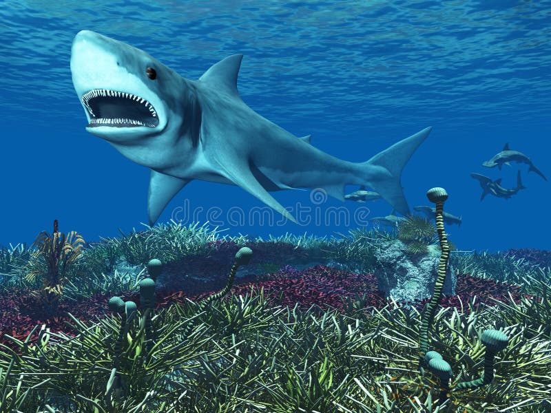 Great White Shark vector illustration