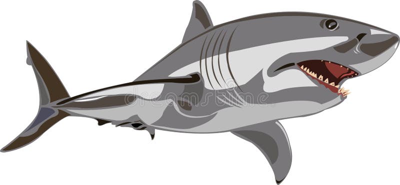 Great white shark royalty free illustration