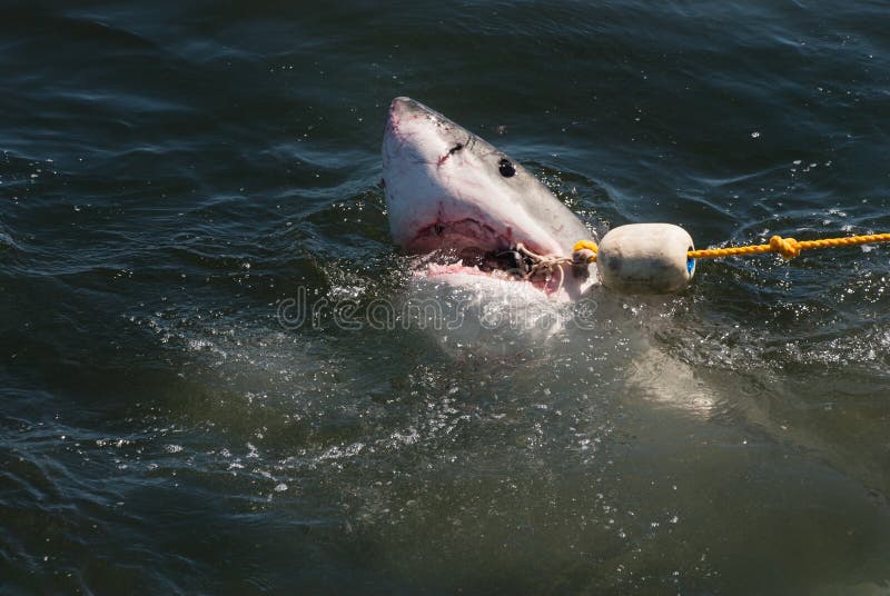 Der große weiß Hai fängt köder seil auf der Hai käfig Tauchen ein Boot Süd.