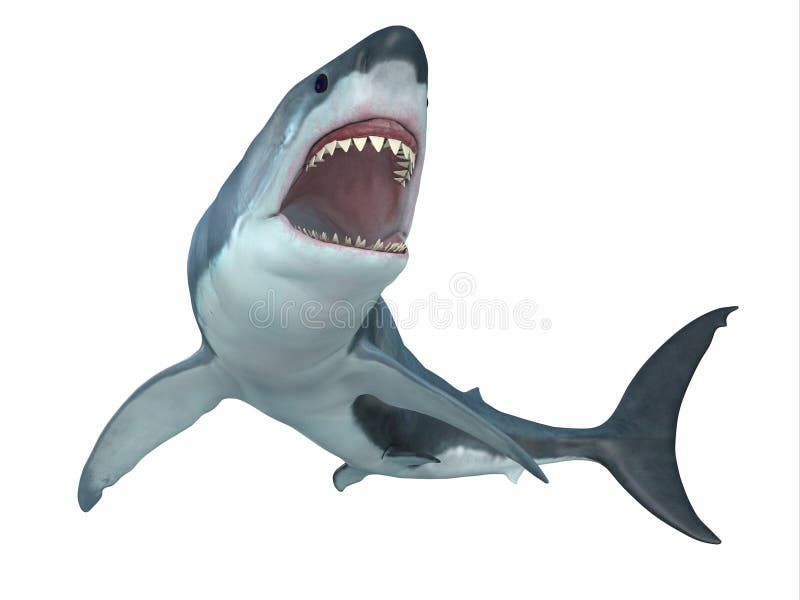 Great White Shark From Below vector illustration