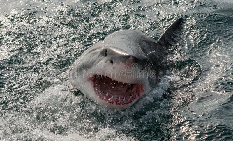Real Shark Attack Bites