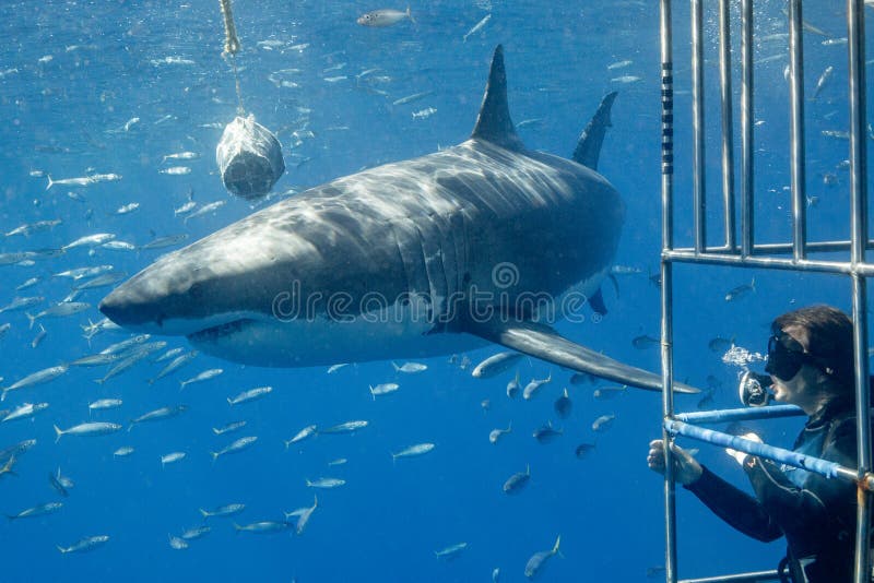 Great White Shark Diving in Mexico Editorial Stock Photo - Image of