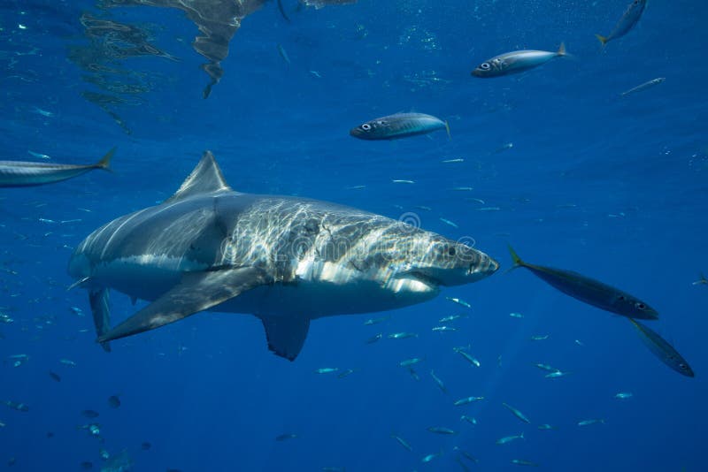 Great White Shark Diving in Mexico Stock Photo Image of sharks, ocean