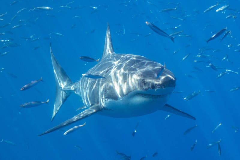 Great White Shark Diving in Mexico Stock Image Image of beautiful