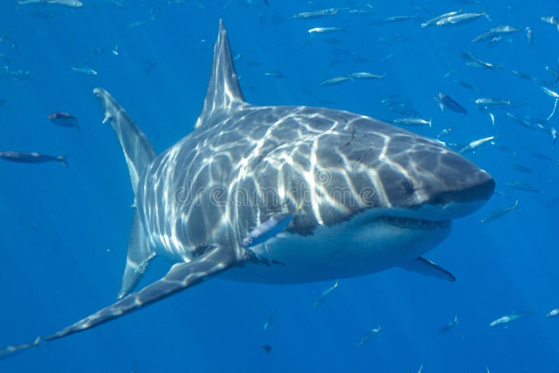 Great White Shark Diving in Mexico Stock Image Image of beautiful