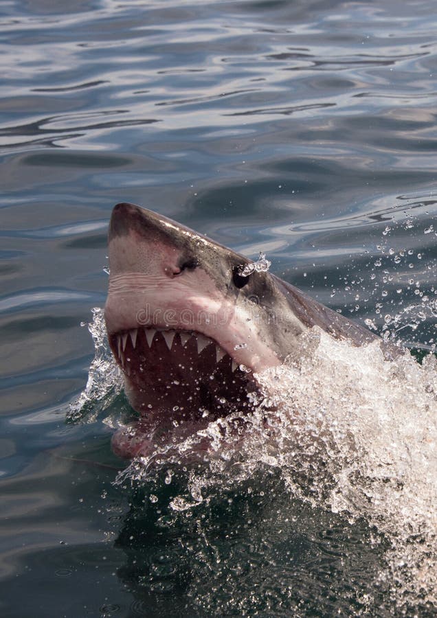 Great white shark