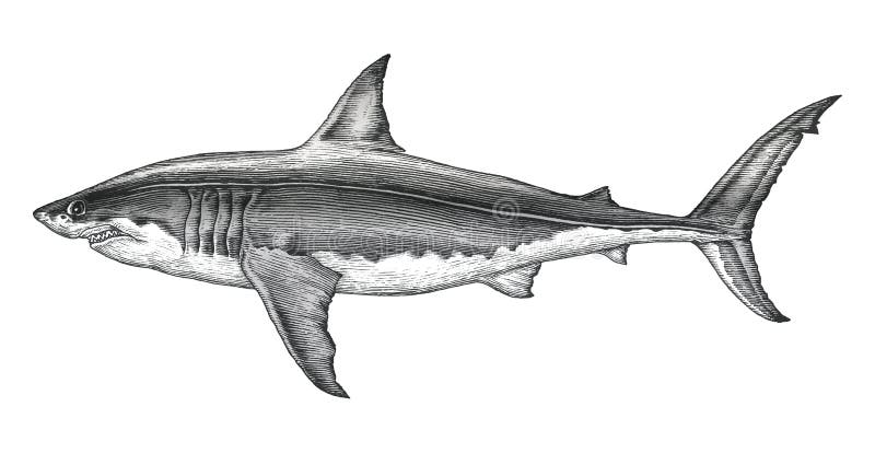 Great white shark hand drawing vintage engraving illustration royalty free illustration