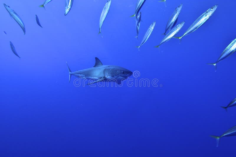 3,721 Great White Underwater Stock Photos - Free & Royalty-Free Stock