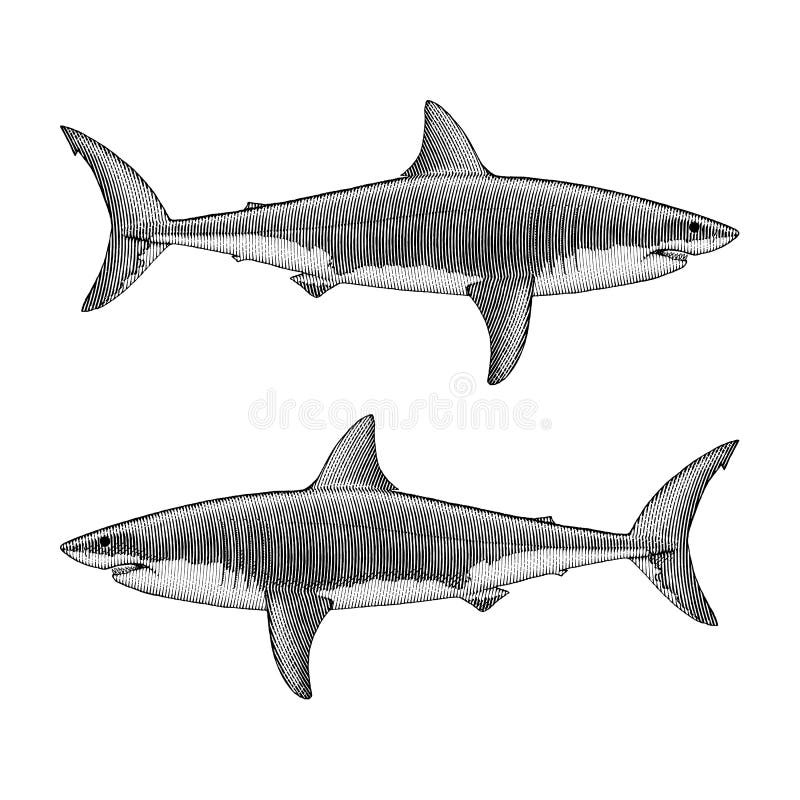 Great white Shark Illustrations stock illustration