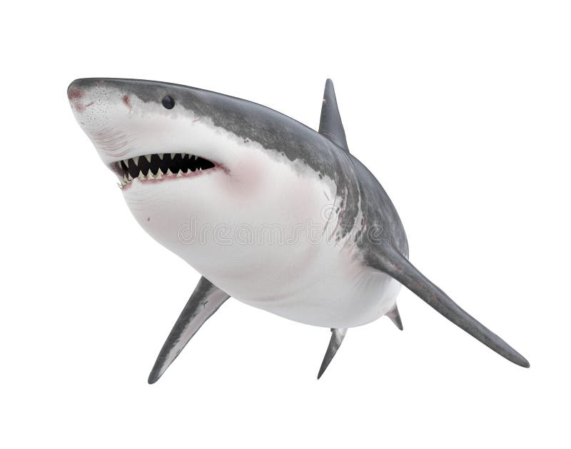Great White Shark Isolated stock illustration