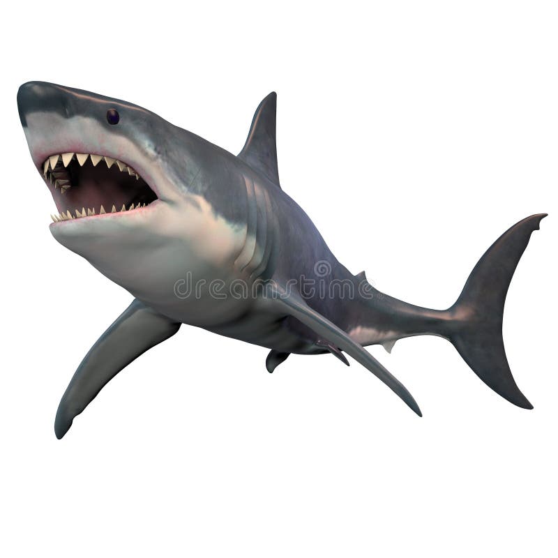 Great White Shark Isolated vector illustration