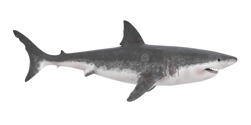 Great White Shark Isolated stock illustration